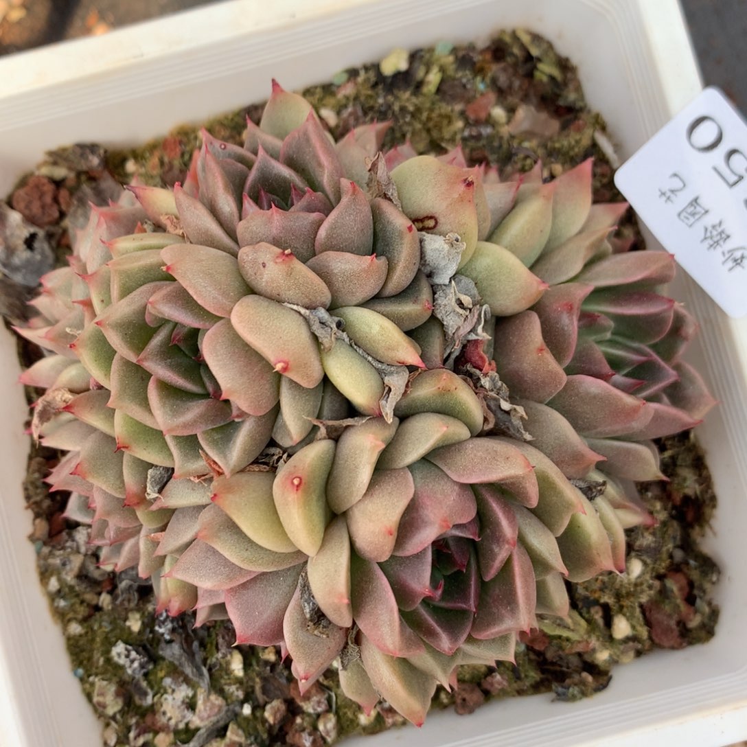 3650杂交精品基地10厘米