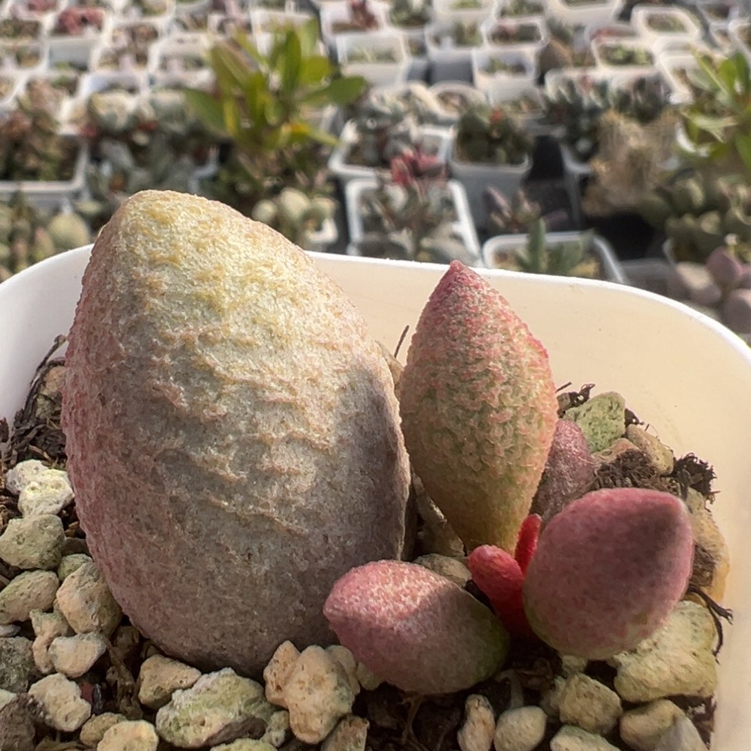 53实生大苗多头多肉植物