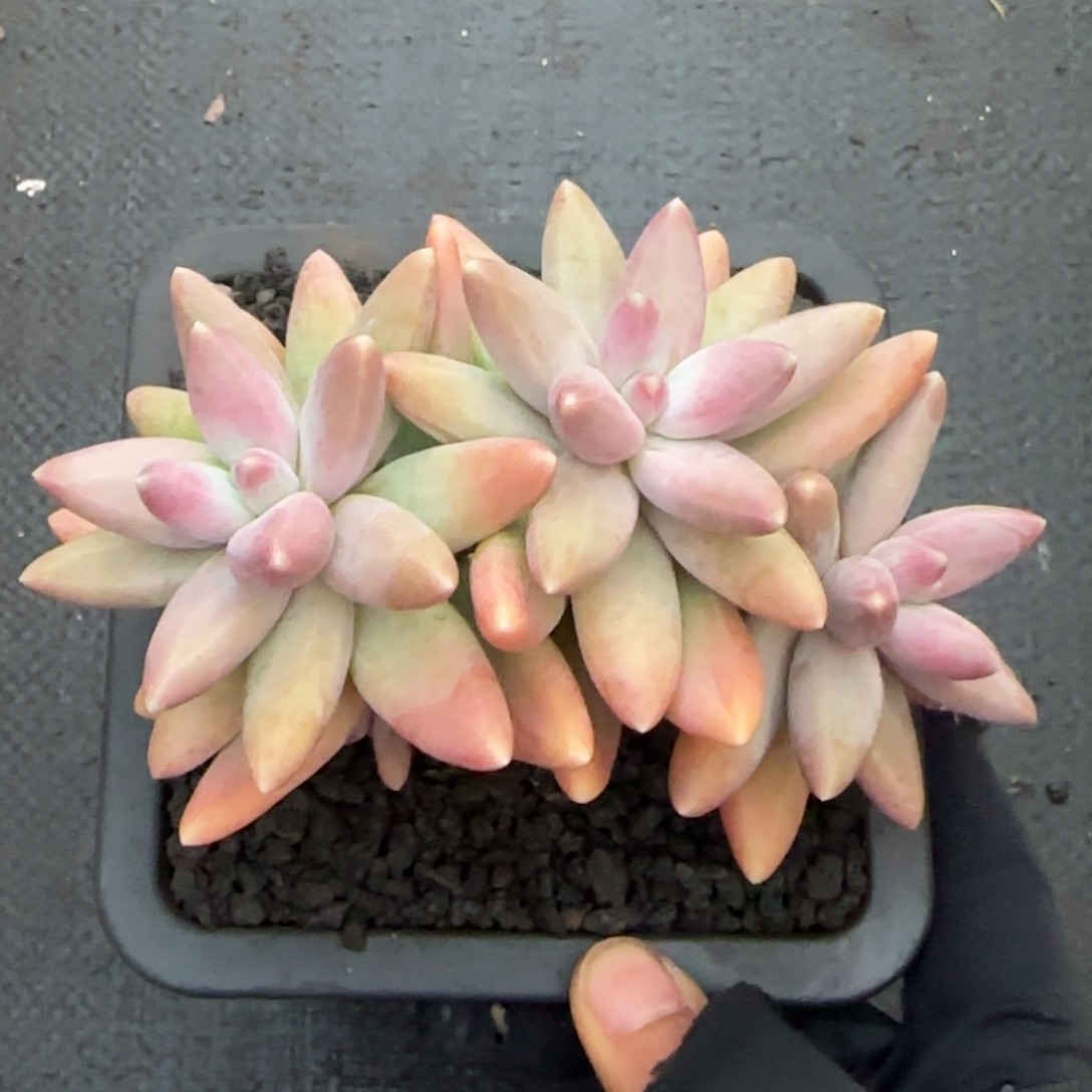 ****混多肉植物多肉植物