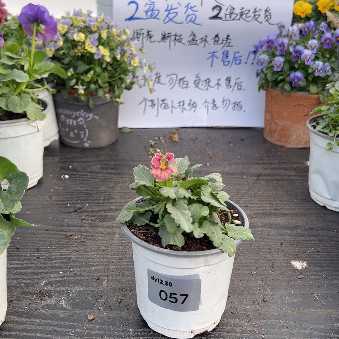 当前无花朵，栽培后可花朵057号