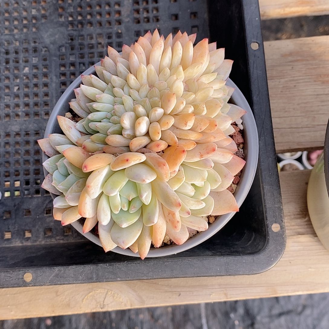 雪天使多肉植物老桩多肉