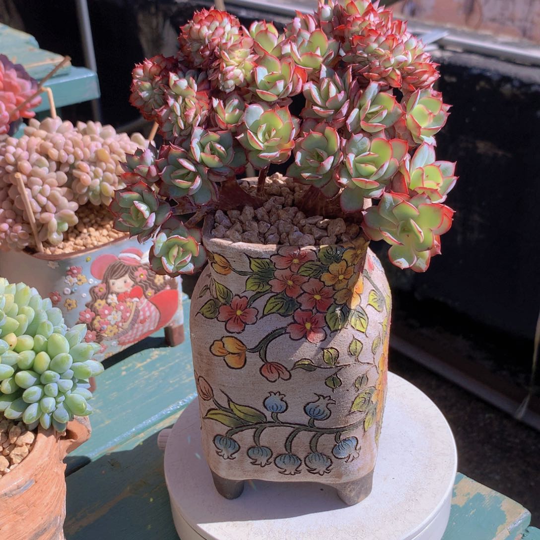 陈***6牡丹亭朵朵无砍自然群