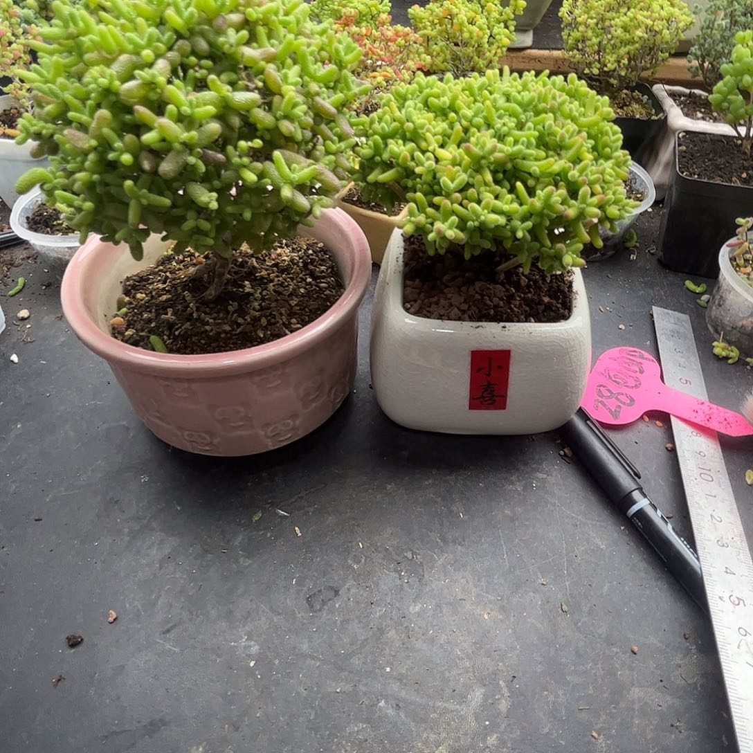 ****️金桔蜜桔优选枝干番杏