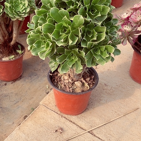 绿杨蓉多肉法师123