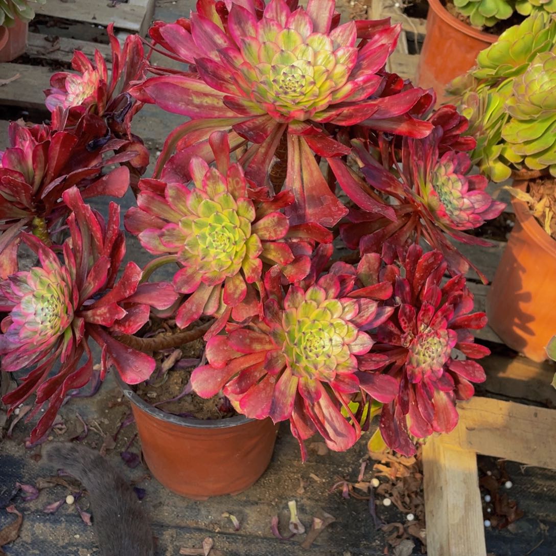 376鲜花老桩造型