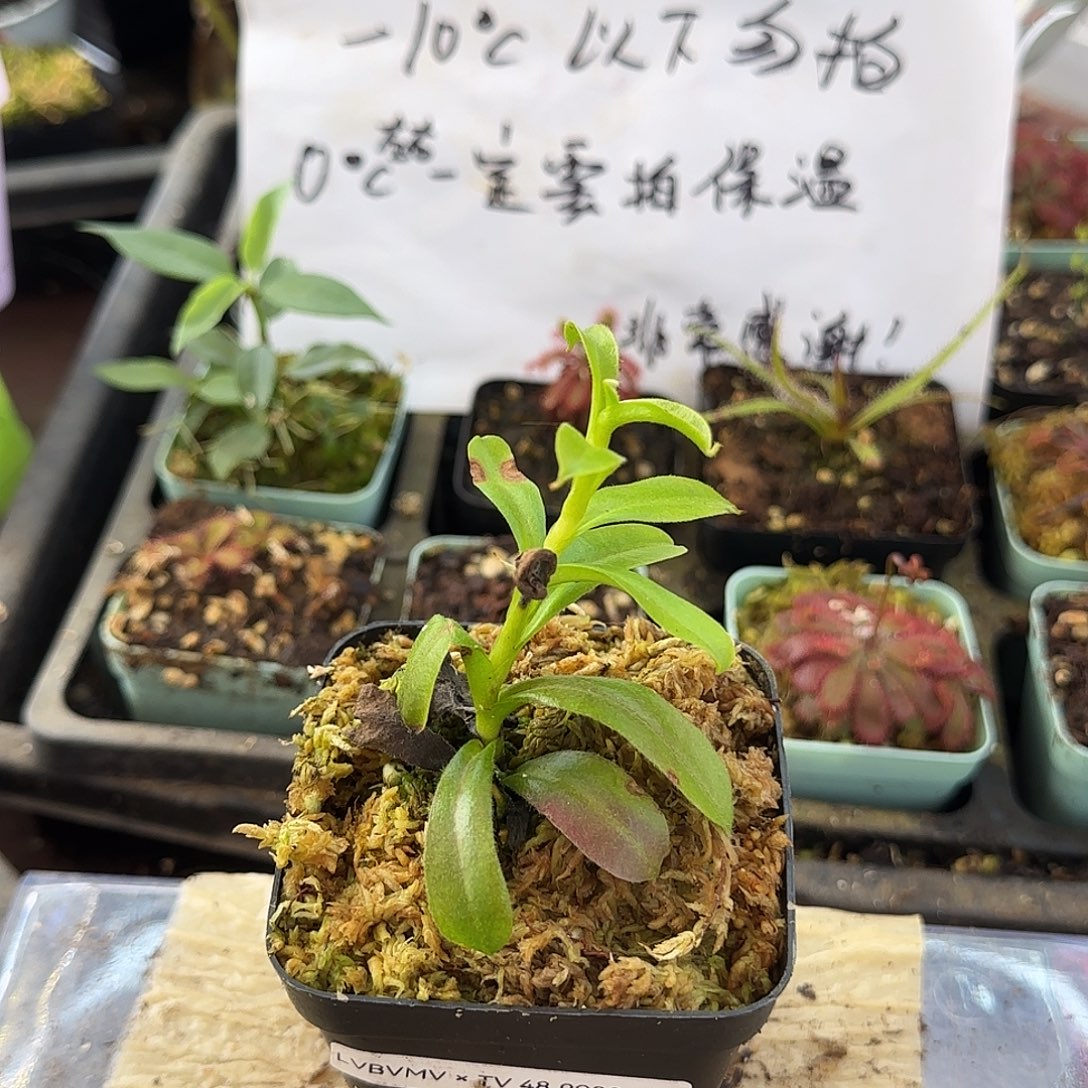 无花朵LVbvmvtv wgtjmmgaam