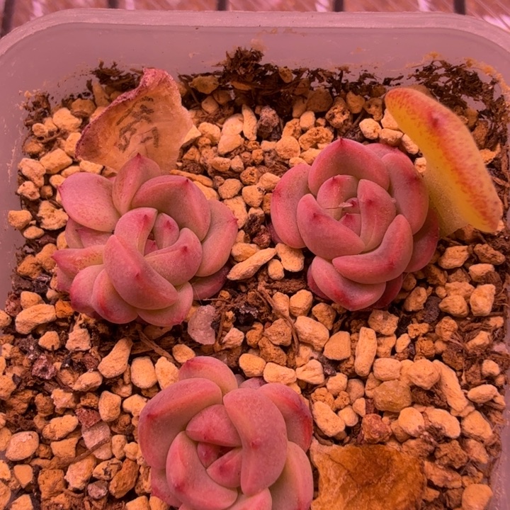 秃子甜心叶插苗一物一拍