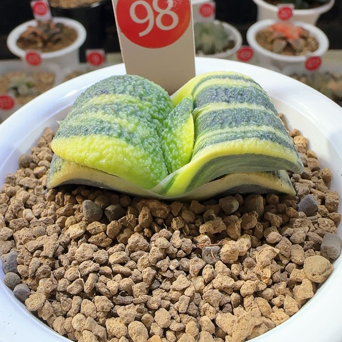 98蜗牛锦 6 厘米左右一物一拍带盆发货