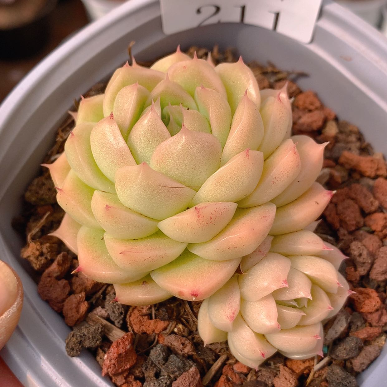 【闪购商品】云211号