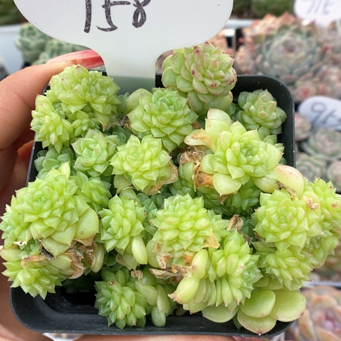 油透麦秆群生可拍758号