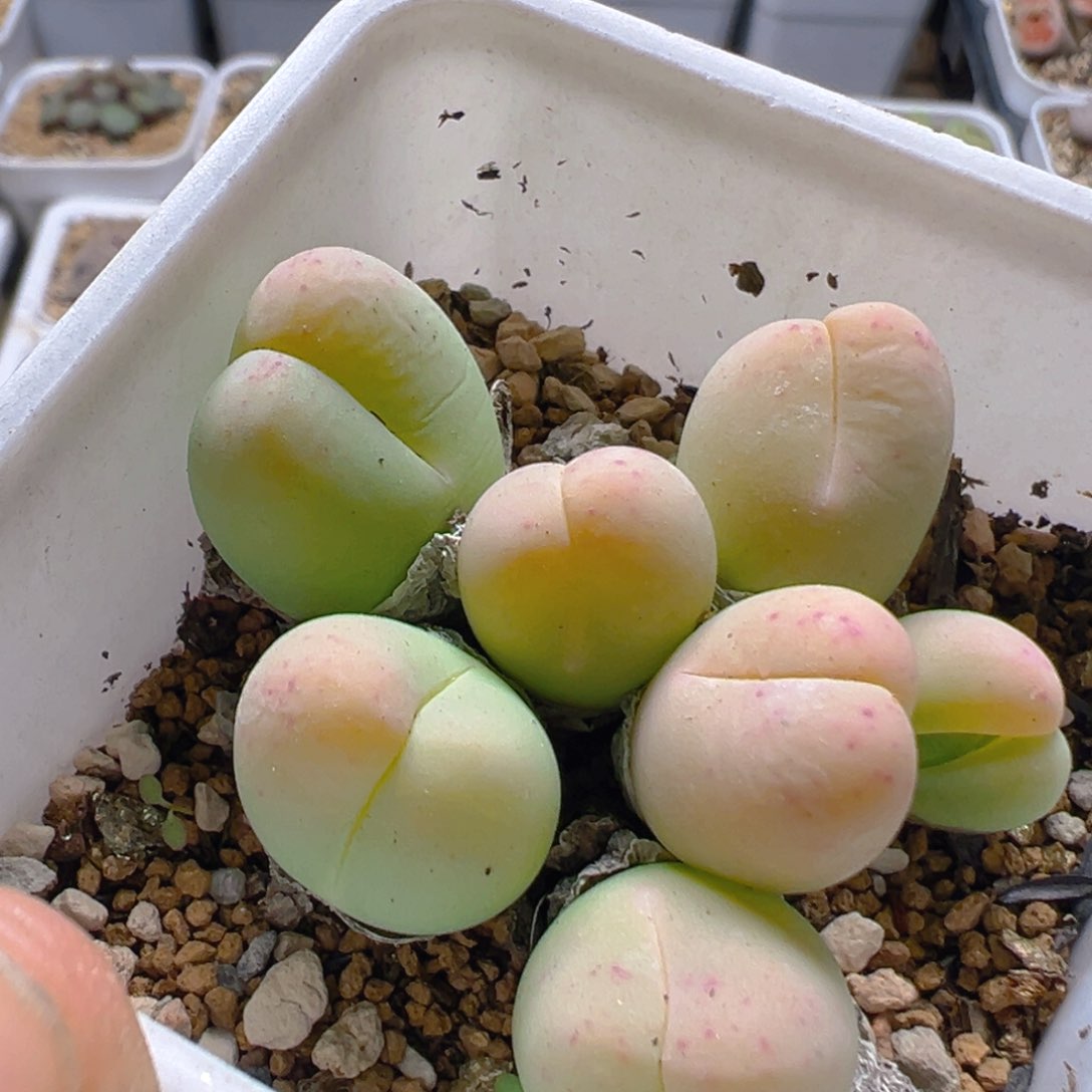 33多肉植物百科知识