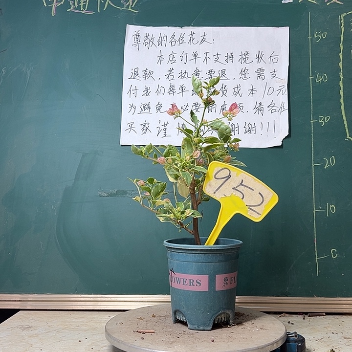 完全开放炸 小斑叶丽人952