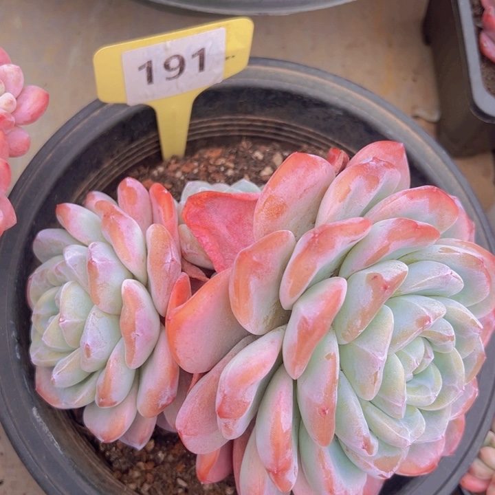 健健康康平平安安