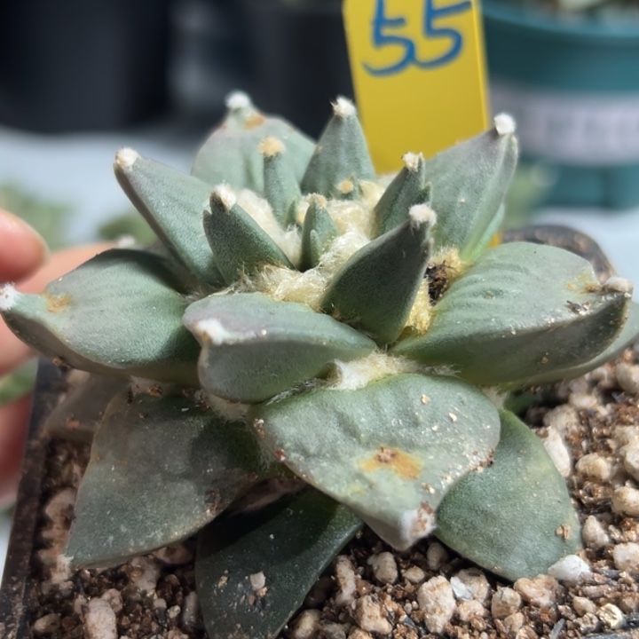 7.8cm 55 带盆土发货