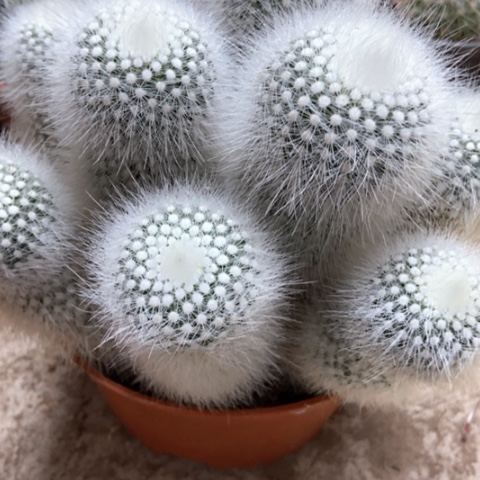 白小丁仙人球25米