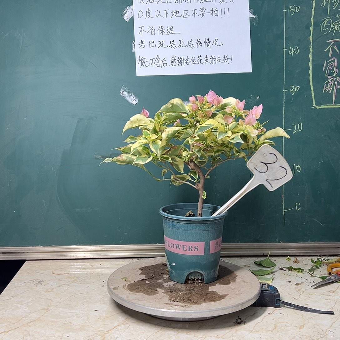 完全开放造型 中国丽人 32