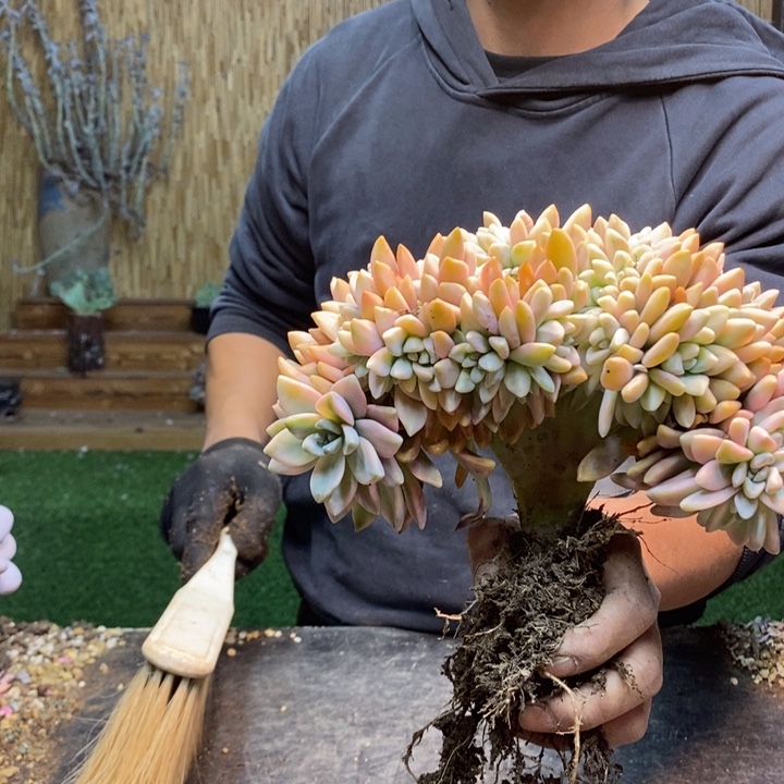 打***死469号白胖子多肉植物