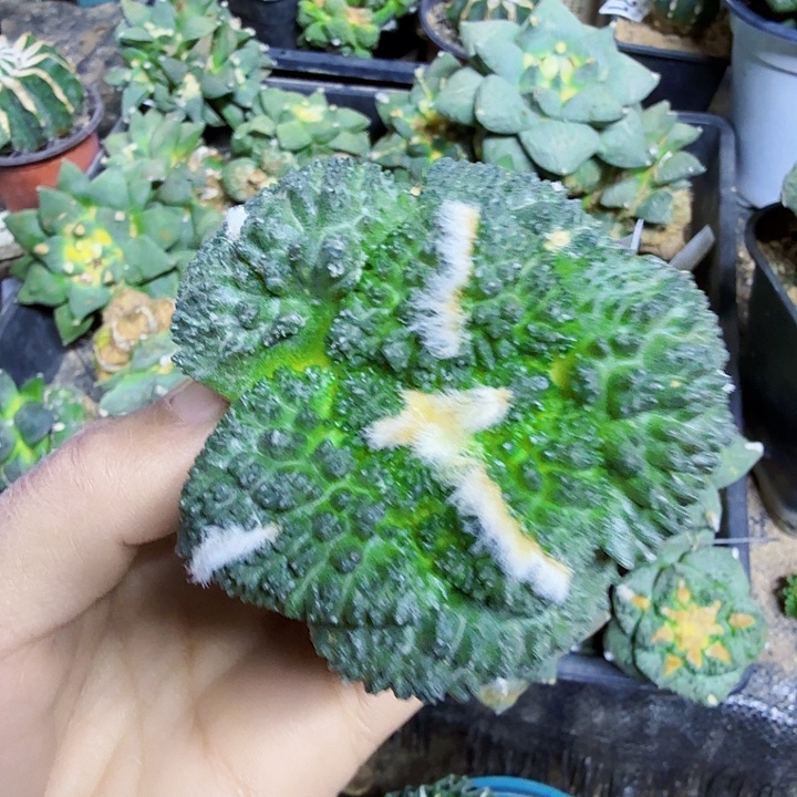 无花朵556大尤哥斯拉