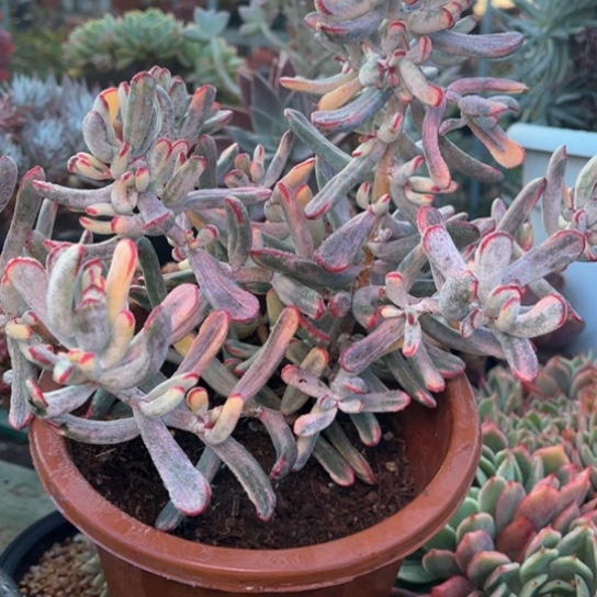 多*多肉植物的植物