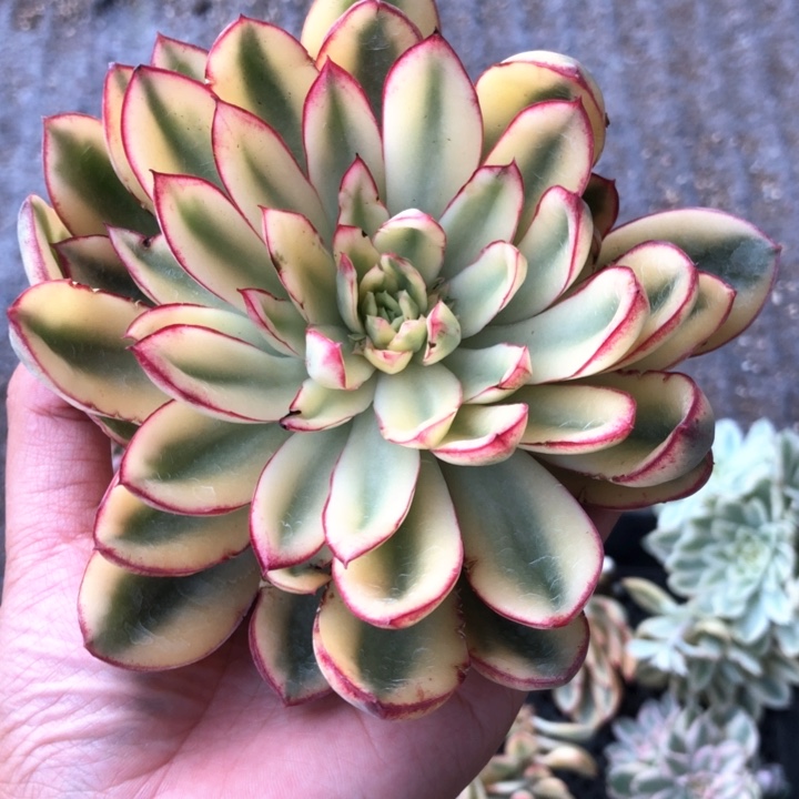 ****极二十块钱一个头无根