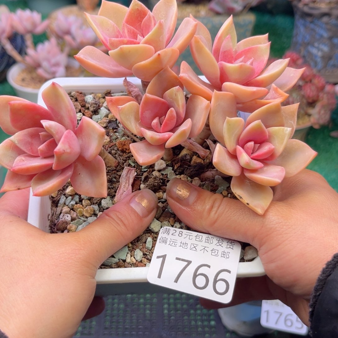 大1766:）d g f g b b n