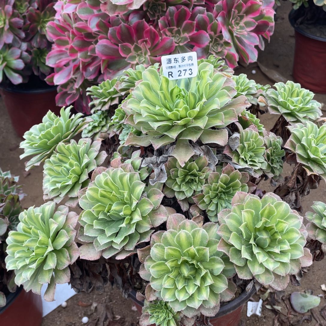 273绿知否多肉法师断枝不包