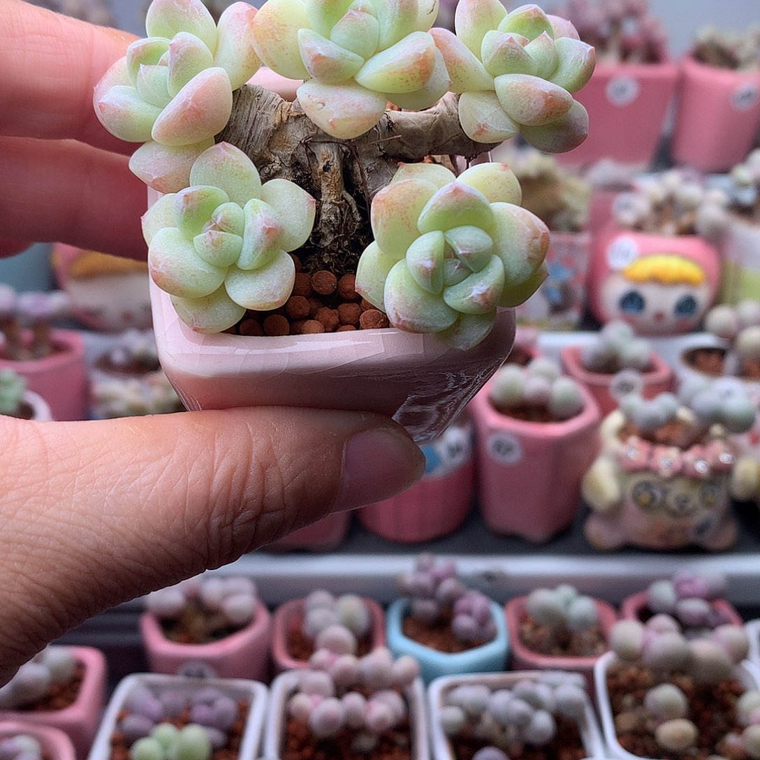 冰玉冰玉带盆发货