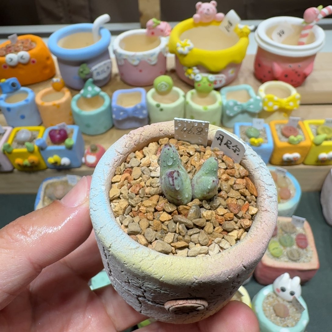 红陶蘑菇474丹尼尔猪蹄