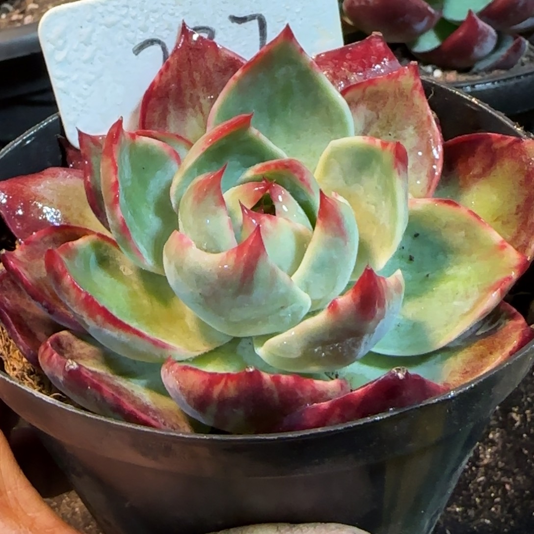 惊鸿一物一拍包装收缩花旱287