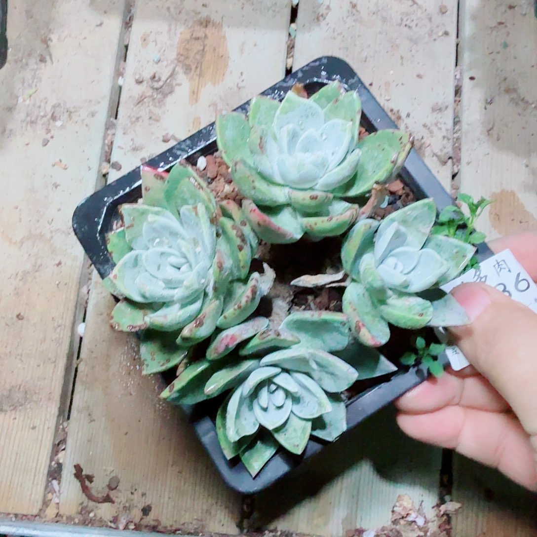 3186泡芙苹果叶多肉