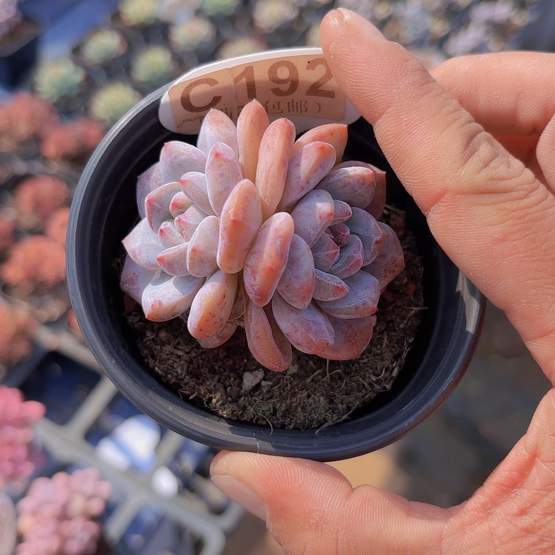 C182石榴籽老桩一物一拍