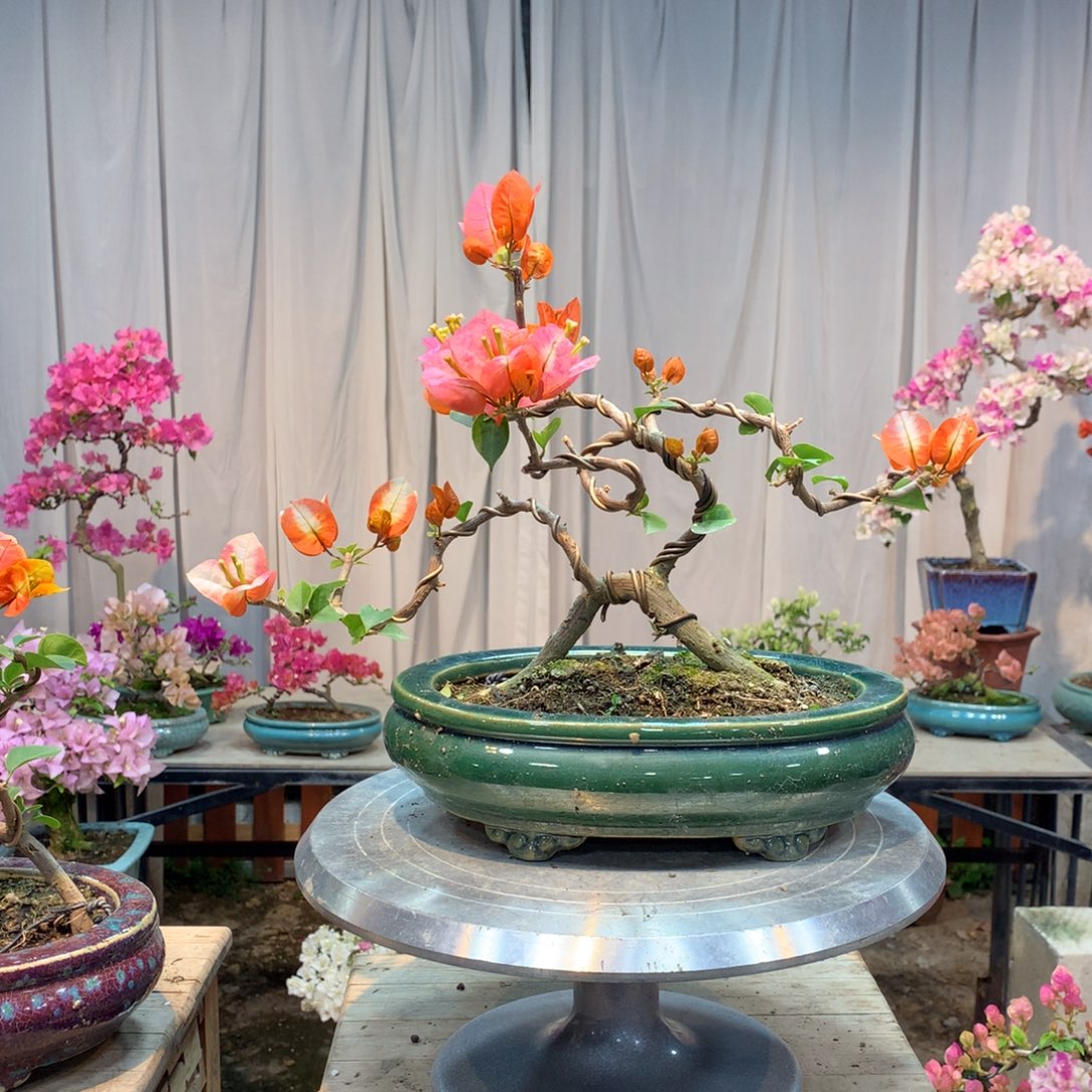 大量花朵（建议范围：8朵-15朵 或40%以上）