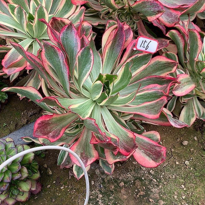 魅影多肉植物156