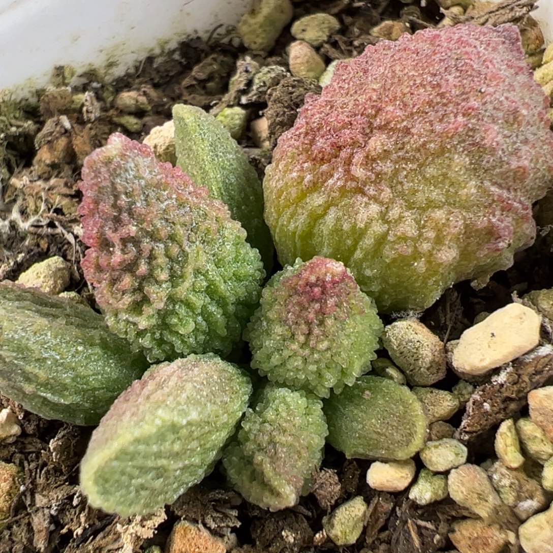 绿色系实生底叶苗纹路款多肉植物