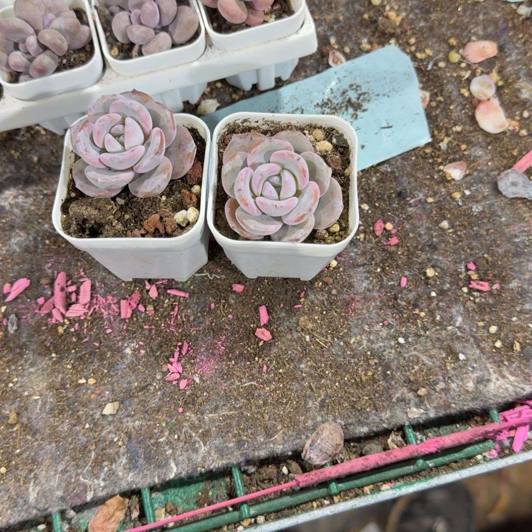 桃桃一物一拍专拍