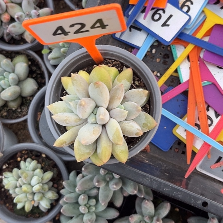 多肉植物胖体哥特424