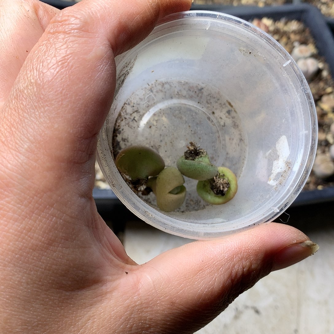忘*D461多肉植物保护