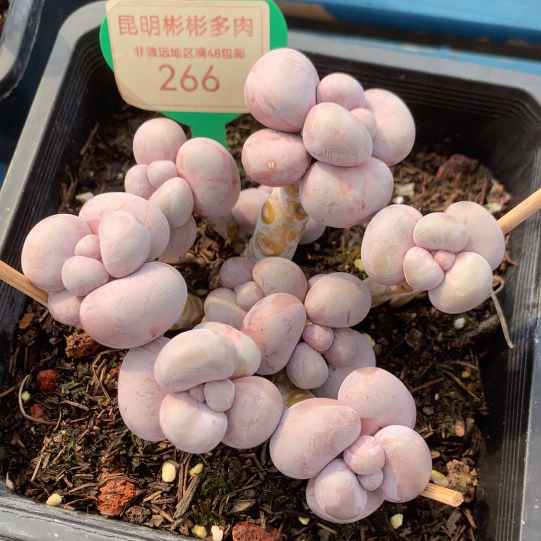 烟美人老桩无砍266