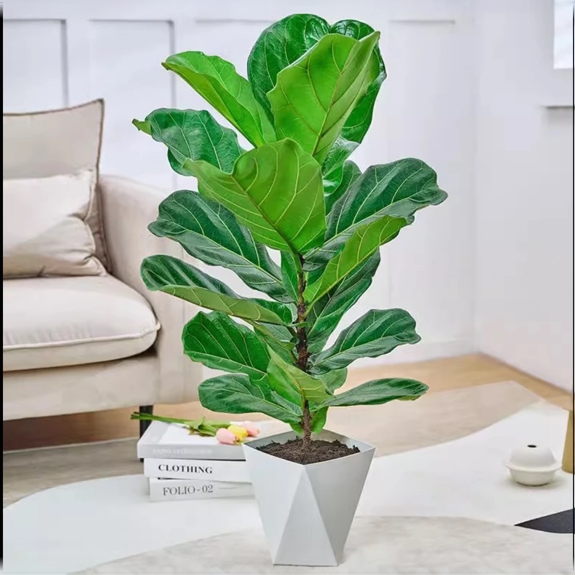 【100-110cm】琴叶榕老桩丛生中大型绿植室内净化空气