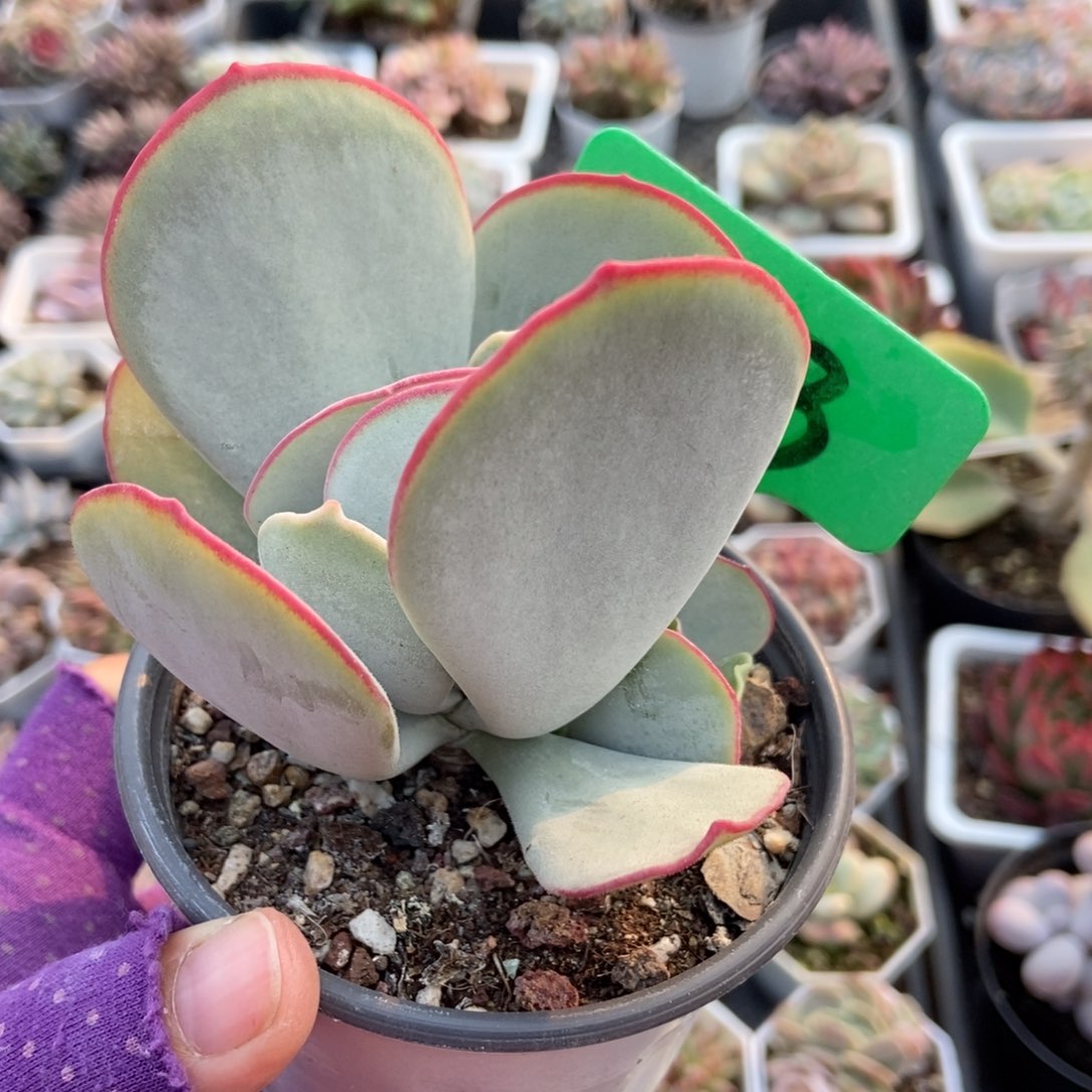 1913白眉多肉植物多肉