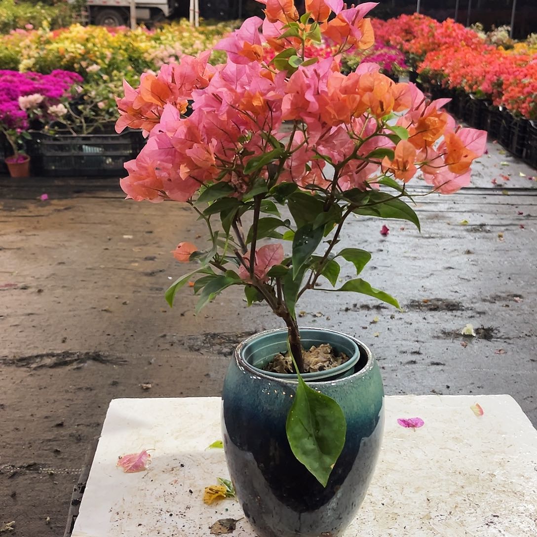 大部分花苞少量开放波妹掌中宝一颗