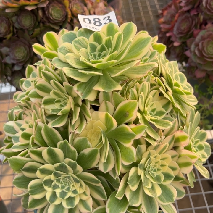 083碧玉25厘米左右