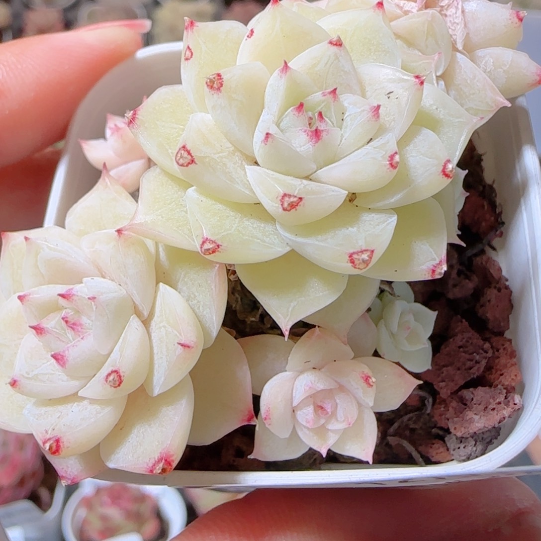 花语多肉1210-36散