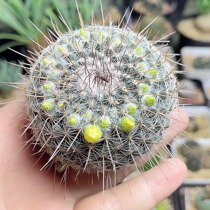 琳达一颗实生球6.5公分，已修根