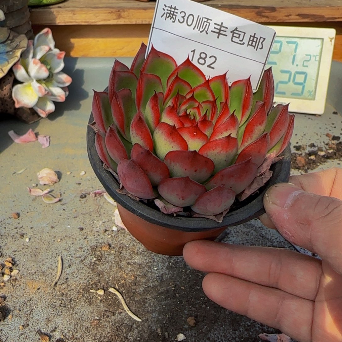 182萤火虫多肉单头