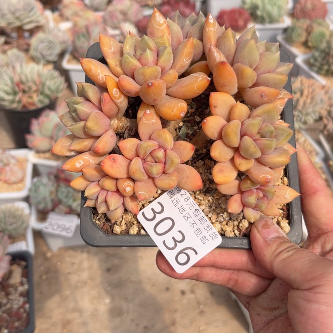 大3036，g z g v h b j