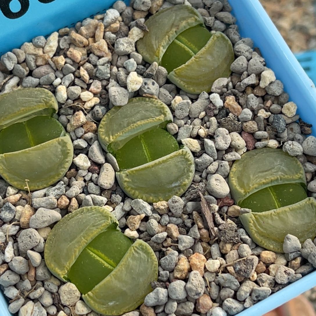 6519全窗绿帽子五颗