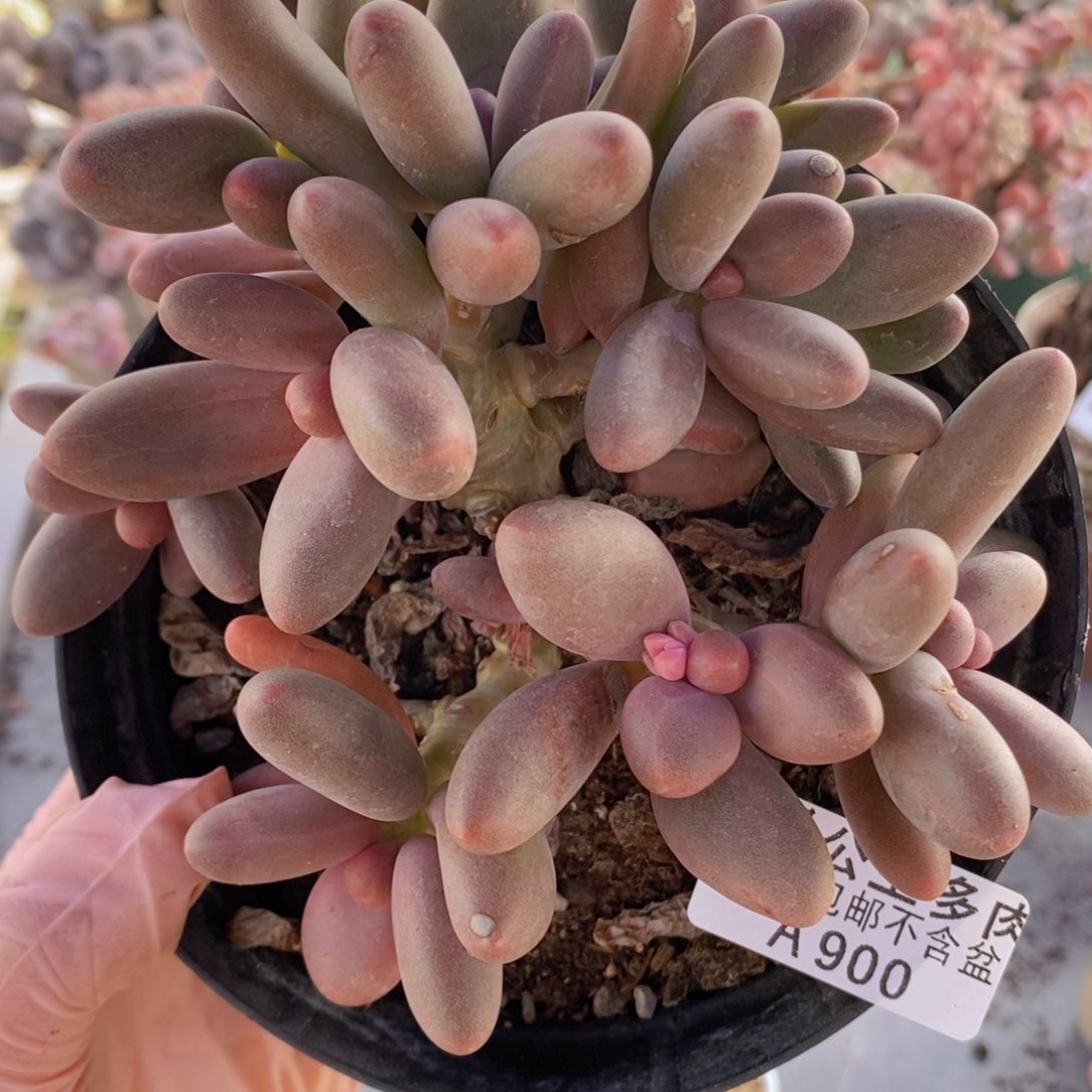 糖果美人10cm900多肉植物