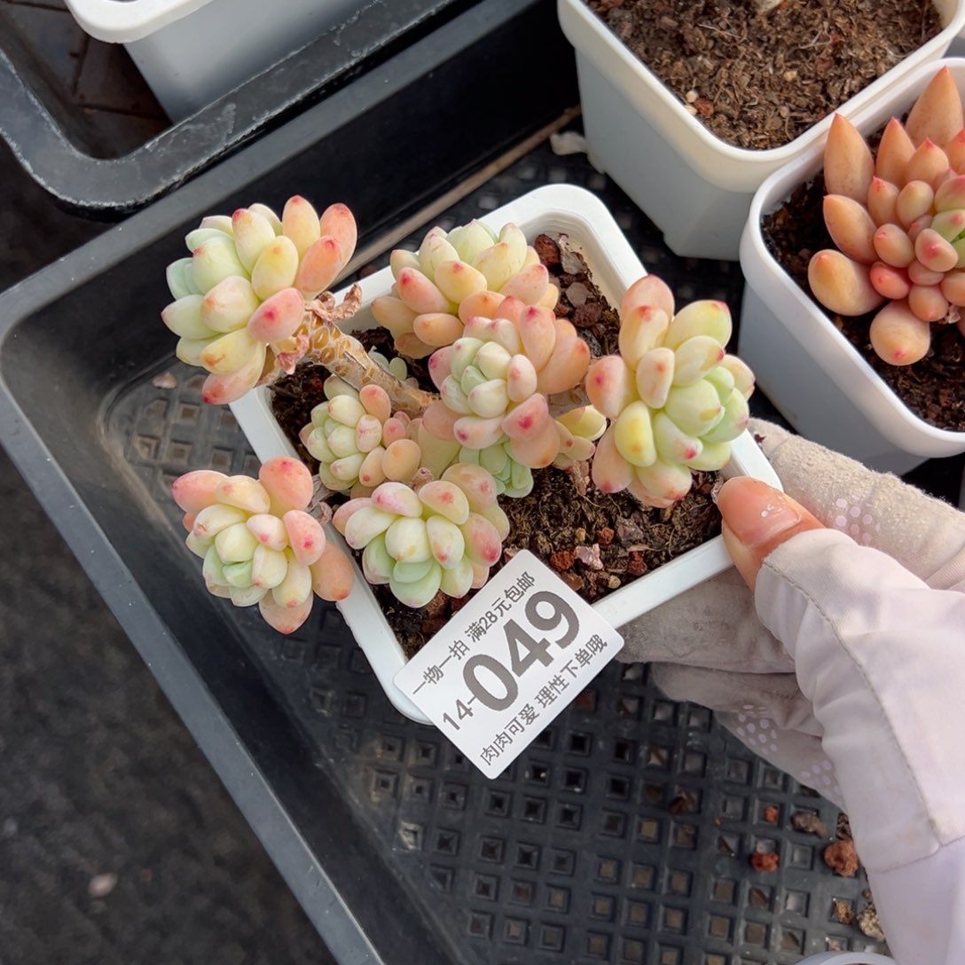 樱花罗绮多肉多肉多肉多肉