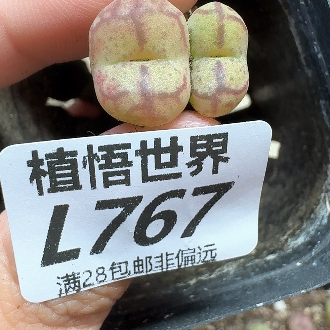 多肉植物的润泽和df